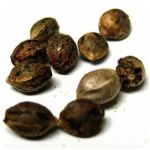 Семена марихуаны АК-47  (Seeds AK-47) в Магнитогорске